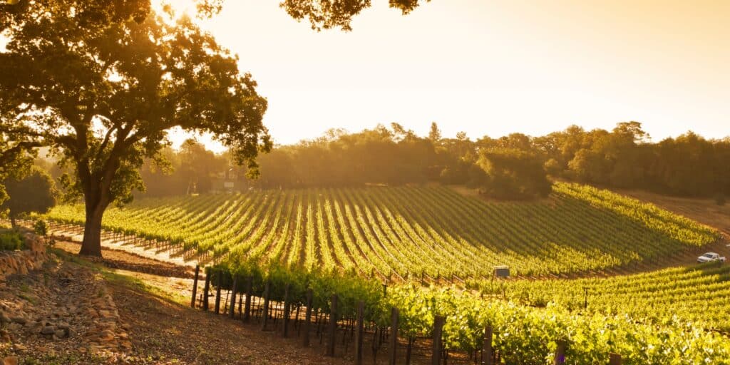 Tuscan landscape, vineyard